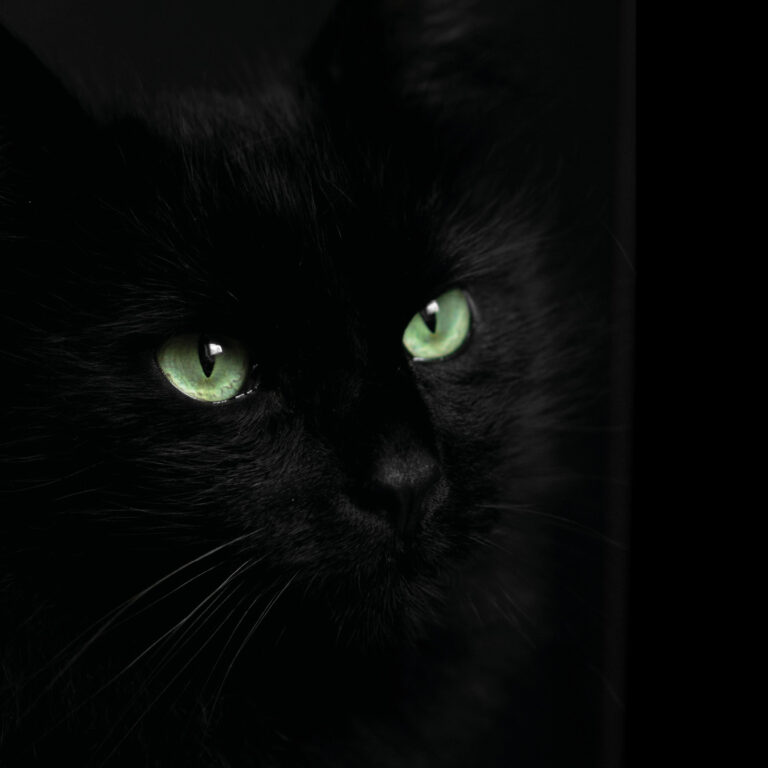 Eine schwarze Katze mit leuchtend grünen Augen schaut aufmerksam, im Hintergrund ist es dunkel.